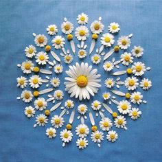 white and yellow daisies arranged in a circular pattern on a blue background with space for text