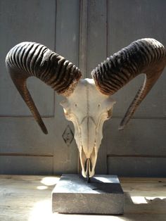 an animal skull with large horns on display