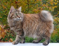 a cat standing on top of a cement slab in front of some bushes and trees