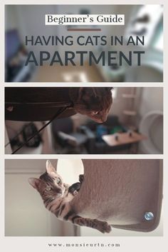 Cats In Apartments, Sectional Living Room, Cat Health Problems, Living With Cats