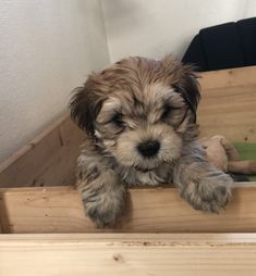 a small dog sitting on top of a wooden crate