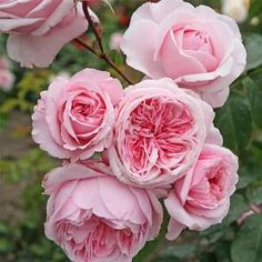 pink roses are blooming in the garden