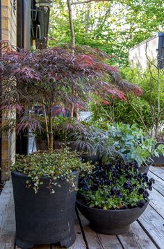 two large planters filled with plants sitting on top of a wooden deck