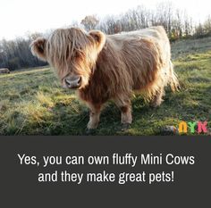 a brown and white cow standing on top of a grass covered field