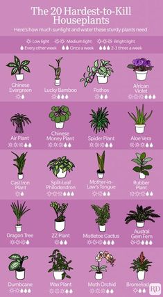 the 20 hardest to kill houseplants