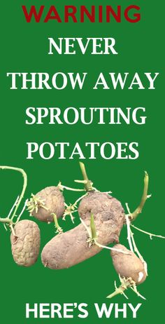 Never throw away sprouting potatoes, here is why. Sprouting potatoes is the best potatoes to.... Sprouting Potatoes, The Best Potatoes, Best Potatoes, Regrow Vegetables, Grow Potatoes, Planting Potatoes, Growing Potatoes, Garden Veggies, Veg Garden