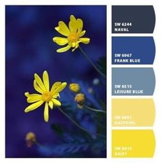 some yellow flowers are in the middle of blue and yellow color swatches for this image