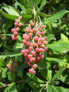 some pink berries hanging from a green leafy tree