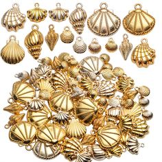 many different types of seashells are shown