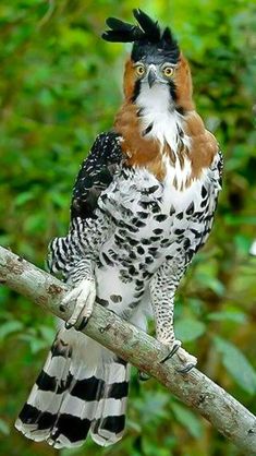 a bird sitting on top of a tree branch in front of some leaves and trees