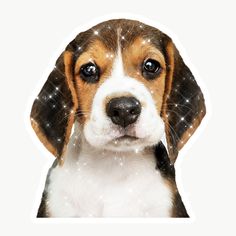 a brown and white dog looking at the camera with snow flakes on it's face