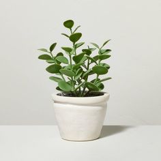 a white potted plant with green leaves on it sitting on a table next to a wall