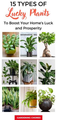 some house plants that are on display with the words 15 types of lucky plants to booster your home's luck and prosperity