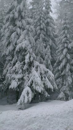 snow covered pine trees in the woods on a snowy day