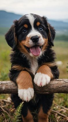 a puppy sitting on top of a wooden log with his paws resting on it's paw