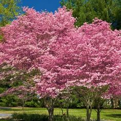 Pink Flowering Dogwood Tree Trees For Backyard Landscaping, Apple Trees Backyard Landscaping, Shade Trees For Backyard, Backyard Trees Landscaping, Eastern Redbud Tree, Pink Dogwood Tree, Backyard Trees, Landscaping Backyard