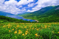 the flowers are blooming in the field by the water's edge with mountains in the background