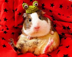 a brown and white guinea pig sitting on top of a red blanket with black stars