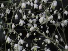 white flowers are growing on the branches of a plant with long stems and small, unripe leaves