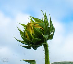 a large yellow flower on top of a green leafy plant with blue sky in the background