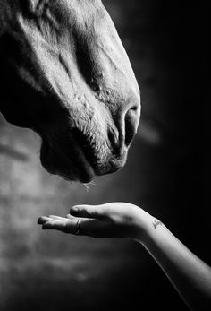 a hand reaching out towards a horse's nose in black and white photo,