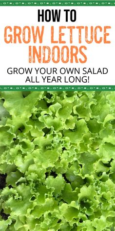 lettuce growing in the garden with text overlay that reads how to grow lettuce indoors grow your own salad all year long