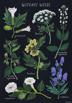 an illustration of different types of wildflowers on a black background with the words, witches weeds