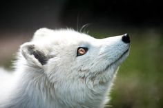 a white wolf looking up at the sky