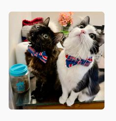 two cats sitting next to each other in front of a mirror with one cat wearing a bow tie