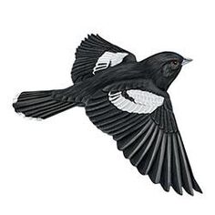 a black and white bird flying in the sky