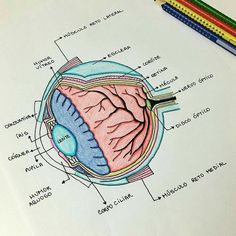 a diagram of the human brain on top of a paper with colored pencils next to it