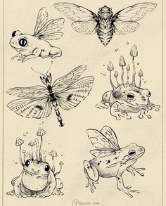 four different types of frogs and toades in black ink on white paper, each with an insect's head