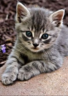 a small gray kitten laying on top of a rock next to a purple and white flower