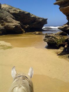 the back end of a horse's head as it walks along a sandy beach