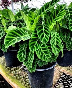 several potted plants with large green leaves on a shelf in a garden center or greenhouse