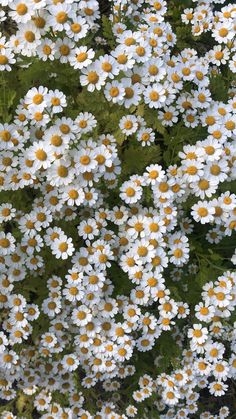 many white and yellow flowers with green leaves