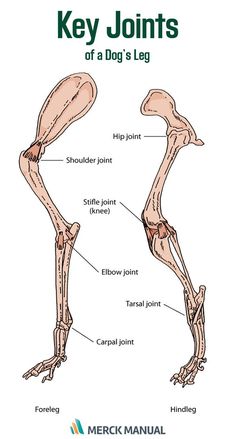 an image of a dog's leg and bones