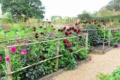 a garden filled with lots of different types of flowers and plants growing on top of each other