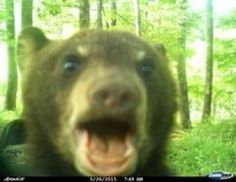 a blurry photo of a brown bear in the woods with its mouth wide open