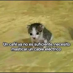 a kitten sitting in the water with caption that reads, un cafe y no es supleente, necesito masticar un cable electrico