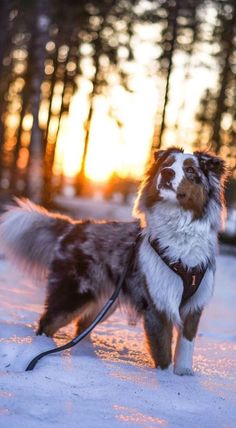 a brown and white dog standing in the snow with trees in the background at sunset