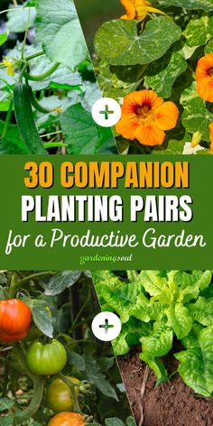 several different types of plants with the words 30 companion planting pairs for a protective garden