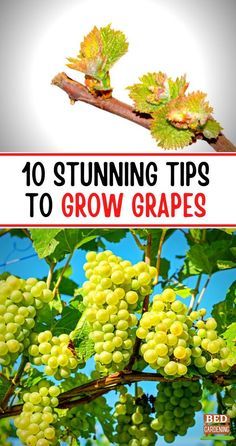 an image of grapes growing on the vine with text that reads 10 stunning tips to grow grapes