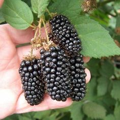 a hand holding three blackberries on top of green leaves