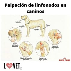 an image of a dog with the words in spanish and pictures of its features on it