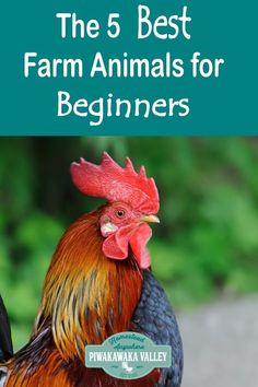 the 5 best farm animals for beginners by pwakaka valley, new zealand