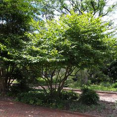 a tree in the middle of a brick walkway