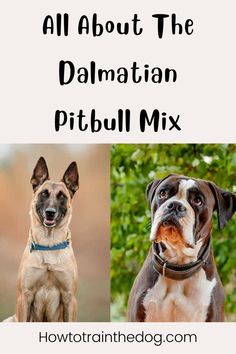 two dogs with the words all about the dalmatian pitbull mix