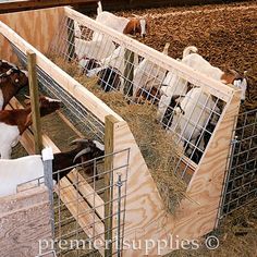 several goats are eating hay in their pen