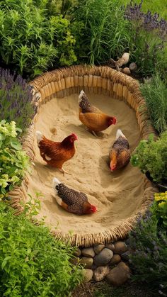 three chickens in a sand pit surrounded by plants